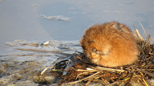 Wühlmäuse - Bild 6