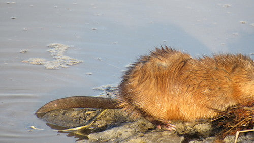 Wühlmäuse - Bild 7