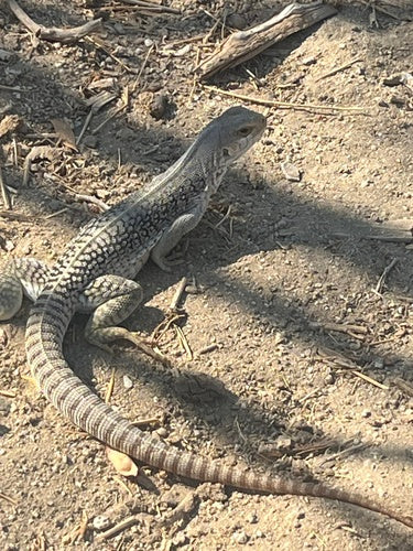 iguana pustynna — Bild 2