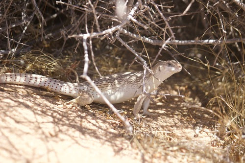 iguana pustynna — Bild 3