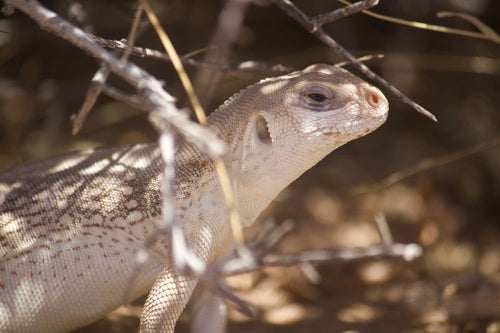 iguana pustynna — Bild 4