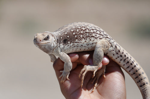 iguana pustynna — Bild 5