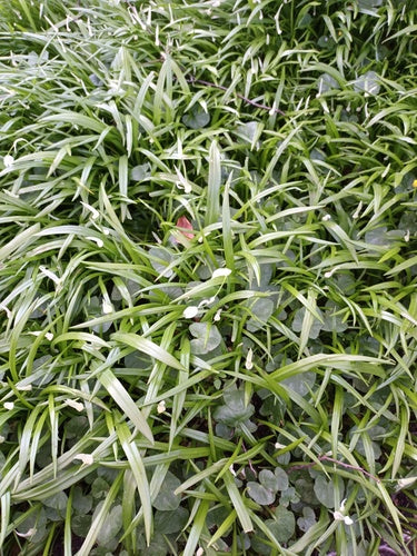 Cudowny por — Bild 2