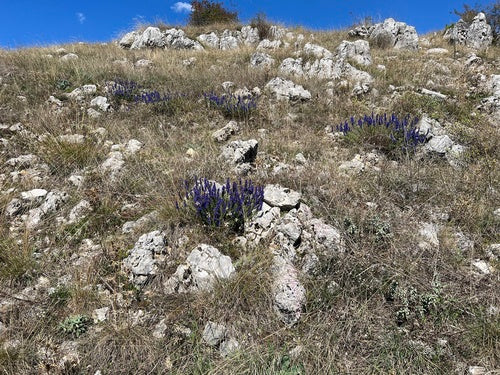 hizop — Bild 2