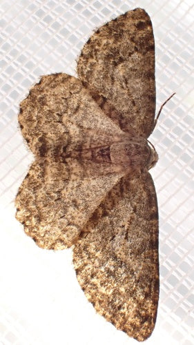 Ząbkowany napinacz kory — Bild 5