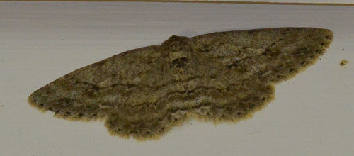 Ząbkowany napinacz kory — Bild 2