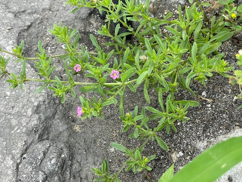 Magiczne dzwonki — Bild 3