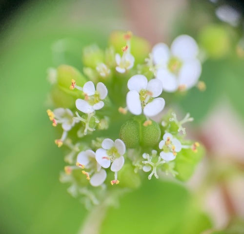 Magiczny śnieg — Bild 2