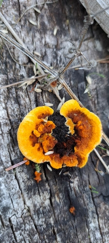 Ulotka Wrena — zdjęcie 4 z 8