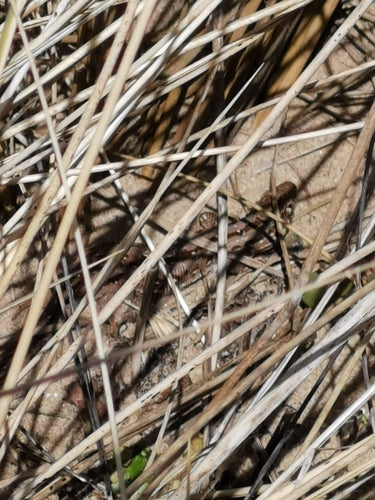 jaszczurka piaskowa — Bild 2
