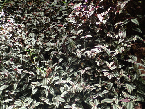 Zebraweed — Bild 5