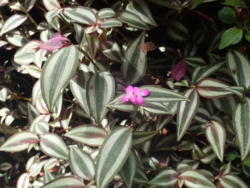 Zebraweed — Bild 4
