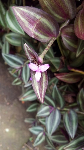 Zebraweed — Bild 2