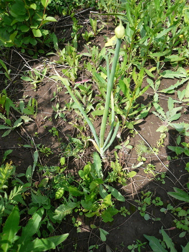 Ozdobny czosnek — Bild 5