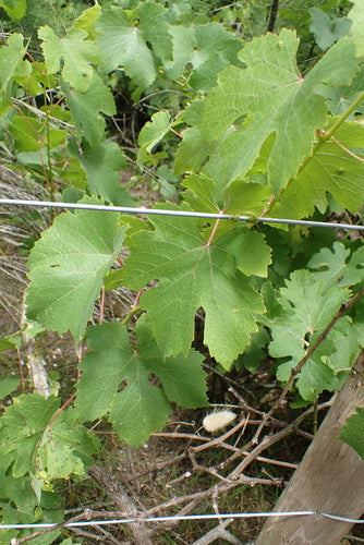 Wino ozdobne — Bild 4