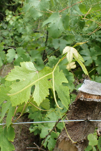 Wino ozdobne — Bild 3