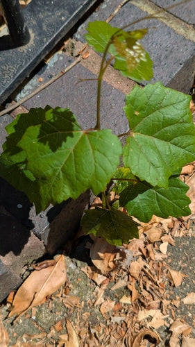 Wino ozdobne — Bild 2