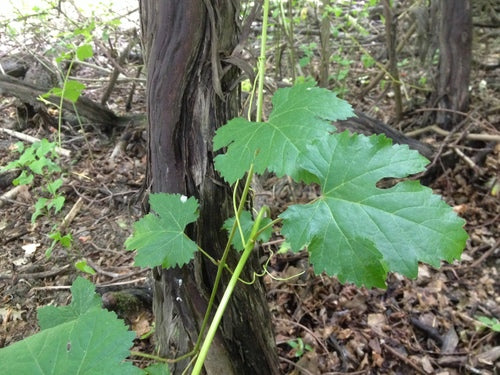 Wino ozdobne — Bild 3
