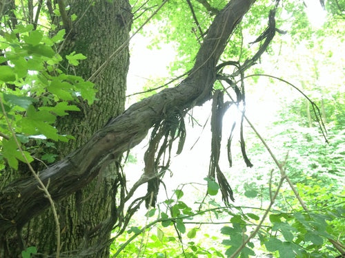 Wino ozdobne — Bild 5