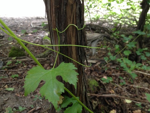 Wino ozdobne — Bild 4