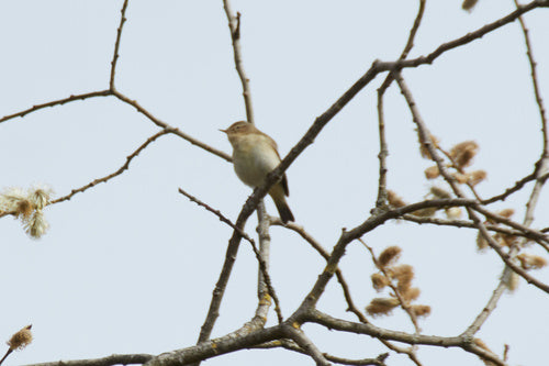Chiffchaffa — Bild 4