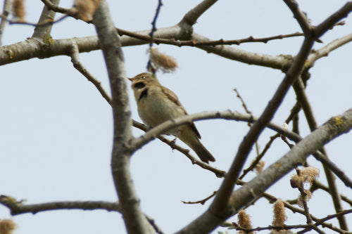 Chiffchaffa — Bild 3