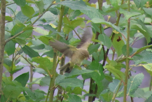 Chiffchaffa — Bild 5