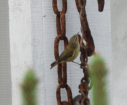 Chiffchaffa — Bild 2