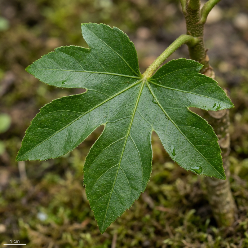 Aralia pokoju