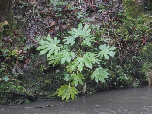 Aralia pokoju — Bild 5