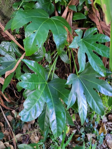 Aralia pokoju — Bild 4