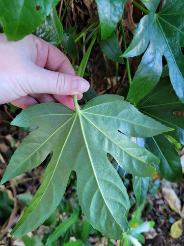 Aralia pokoju — Bild 3