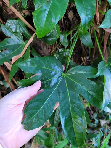 Aralia pokoju — Bild 2