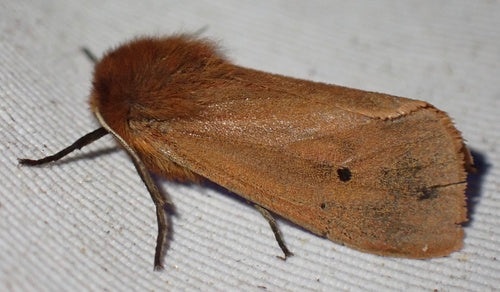 Cynamonowy Niedźwiedź — Bild 2