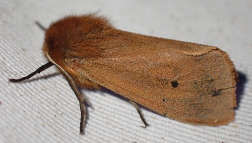 Cynamonowy Niedźwiedź — Bild 3