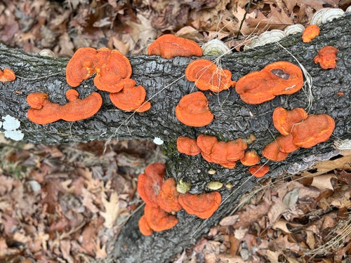 Cynobrowe tramety — Bild 5