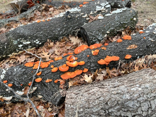 Cynobrowe tramety — Bild 4