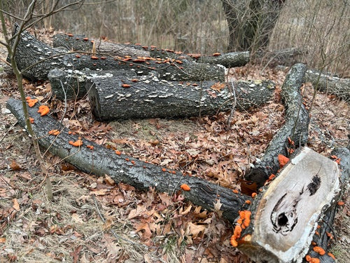 Cynobrowe tramety — Bild 3