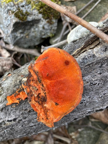 Cynobrowe tramety — Bild 2