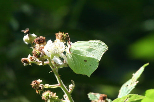 Siarkowy motyl — Bild 4