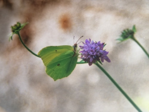 Siarkowy motyl — Bild 5