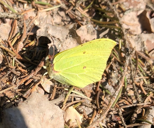 Siarkowy motyl — Bild 2