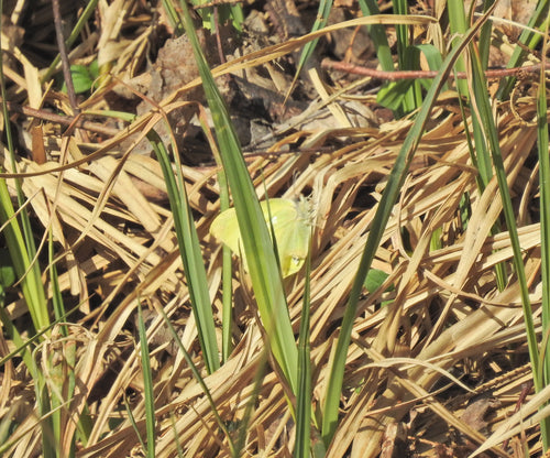 Siarkowy motyl — Bild 3