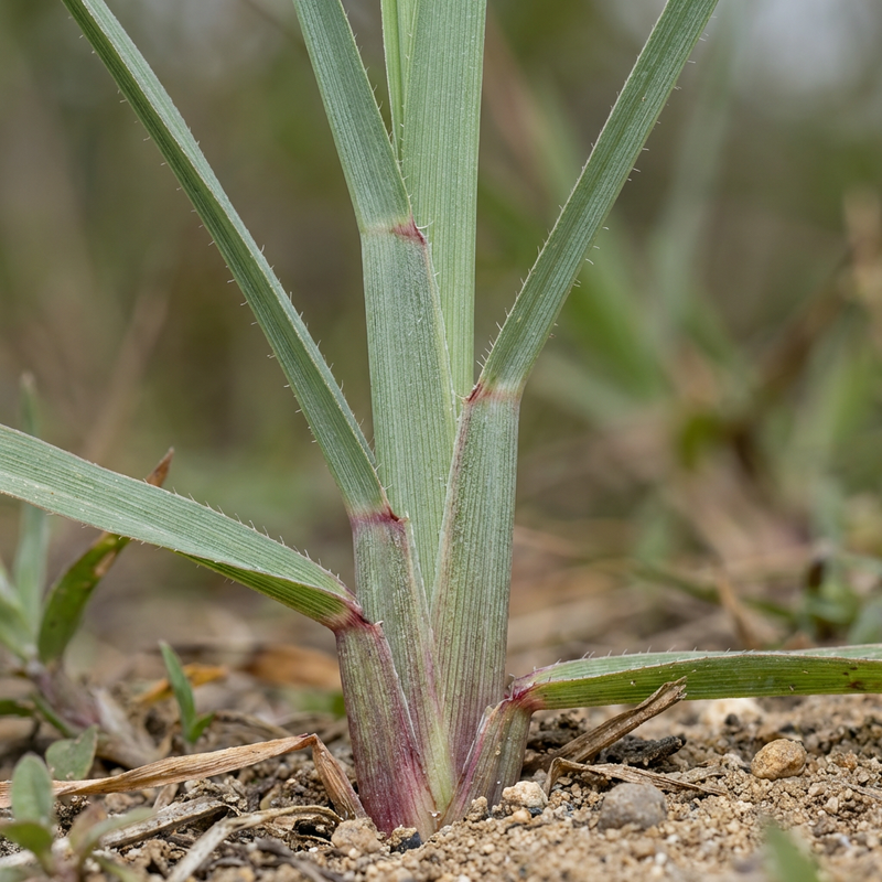 Trawa cytrynowa
