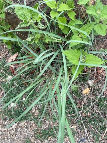 Trawa cytrynowa — zdjęcie 2 z 8