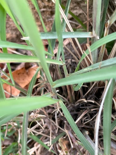 Trawa cytrynowa — zdjęcie 1 z 8