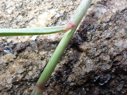 Trawa cytrynowa — zdjęcie 3 z 8