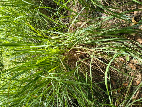 Zitronengras - Bild 3