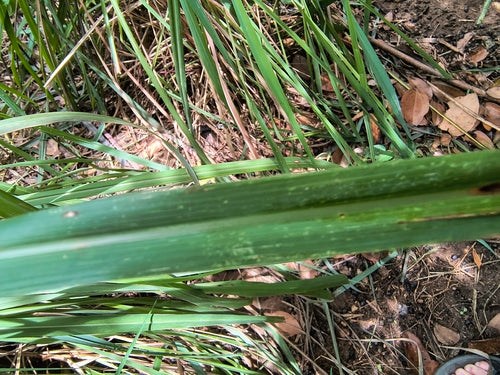 Trawa cytrynowa — zdjęcie 5 z 8