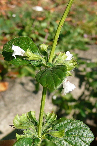 Melisa — Bild 2